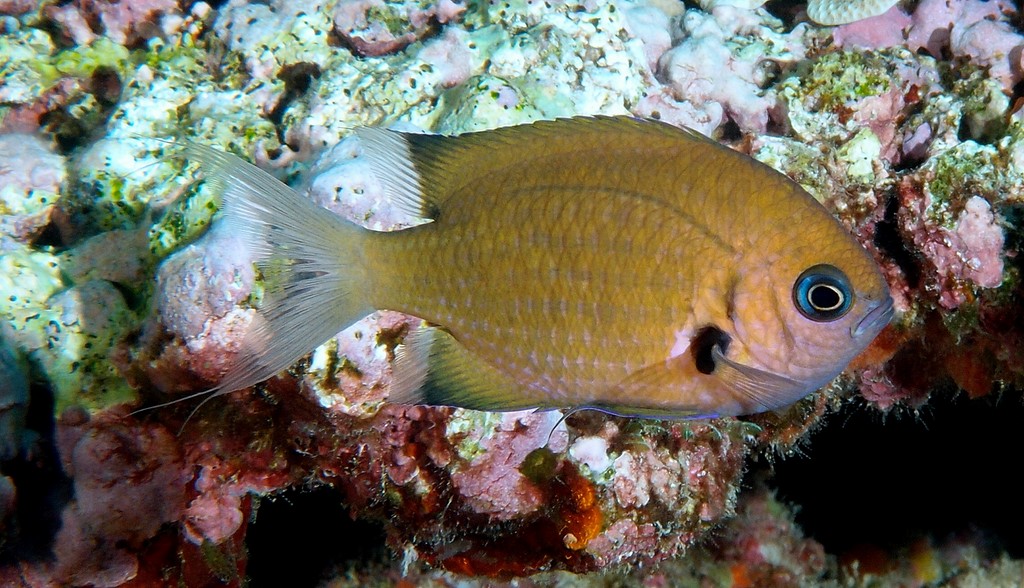 Pycnochromis pacifica Chromis du Pacifique bronze Nouvelle-Calédonie poisson guide identification