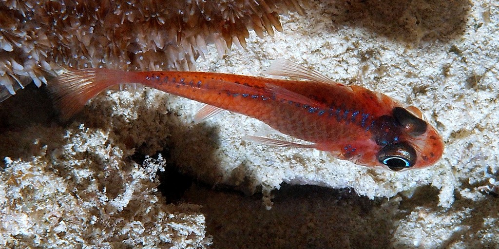 Apogon doryssa Poisson cardinal nocturne Nouvelle-Calédonie