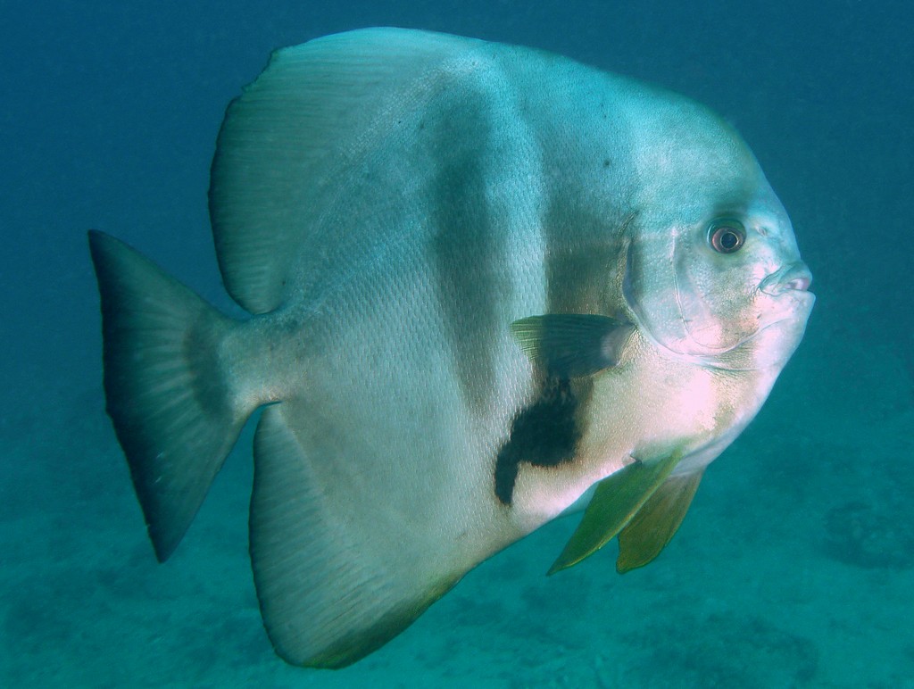 Platax teira Langflossen-Fledermausfisch Nöikaledonie