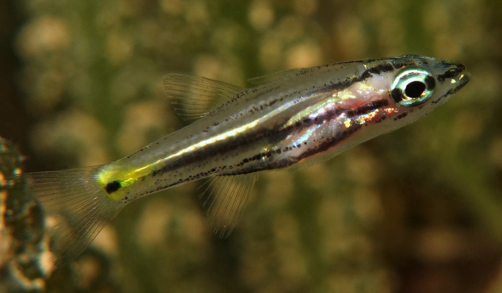 Cheilodipterus quinquelineatus Five-line cardinal New Caledonia black spot yellow