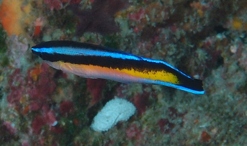 Labroides dimidiatus Blue-streak cleaner wrasse New Caledonia deep water yellow back