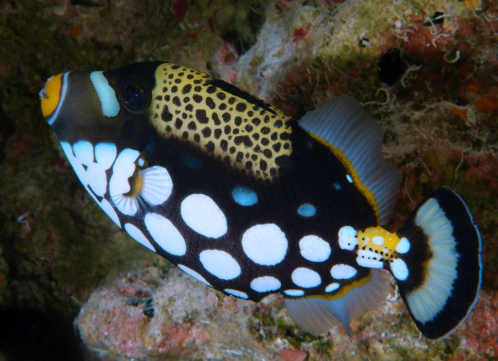 Balistoides conspicillum Baliste léopard Nouvelle-Calédonie famille des balistidae