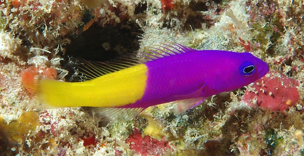 Pictichromis coralensis Pseudochromis mi-jaune mi-violet Nouvelle-Calédonie poisson aquarium