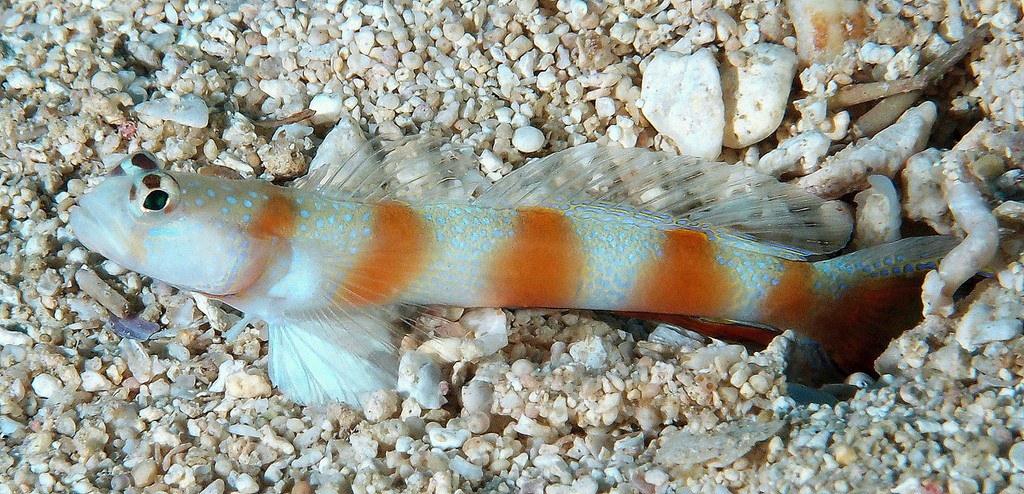 Amblyeleotris bellicauda New Caledonia endemiq fish