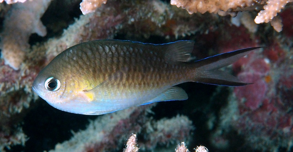 Chromis ternatensis Swallowtail puller New Caledonia