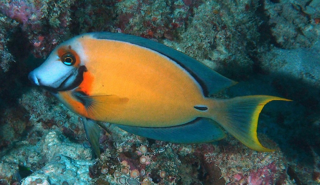 Acanthurus pyroferus Pacific mimic surgeon New Caledonia a trace of orange behind eye