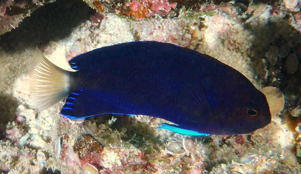 Centropyge fisheri Poisson ange à queue blanche Nouvelle-Calédonie poisson rare