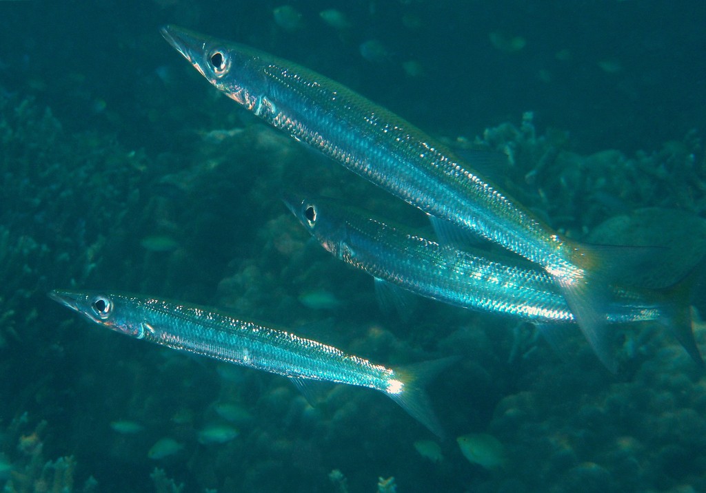 Sphyraena obtusata Daruma-kamasu だるまーカマス ニューカレドニア