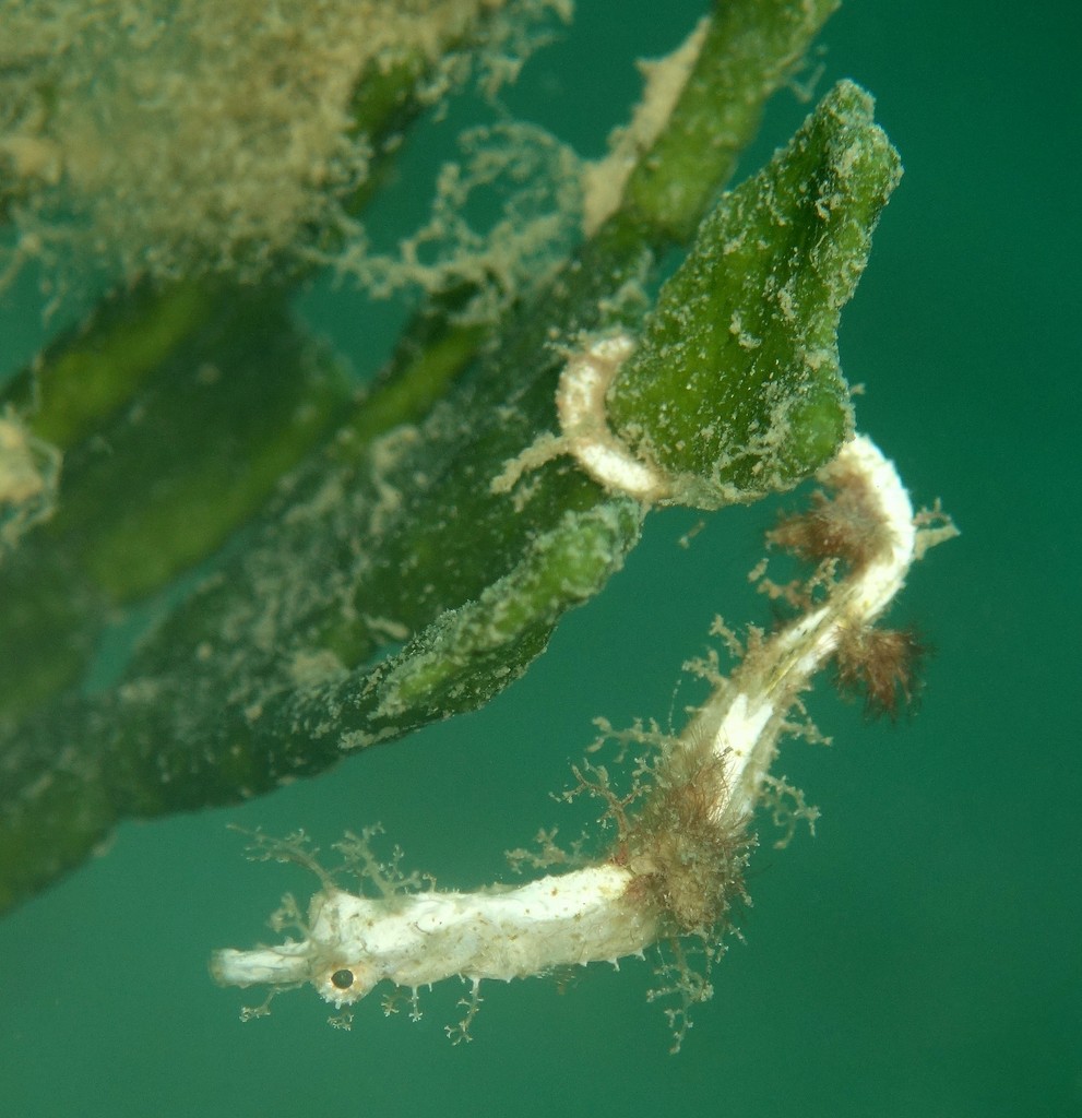 Acentronura breviperula Pseudo-hippocampe pigmée à petite poche Nouvelle-Calédonie syngnathe poilu
