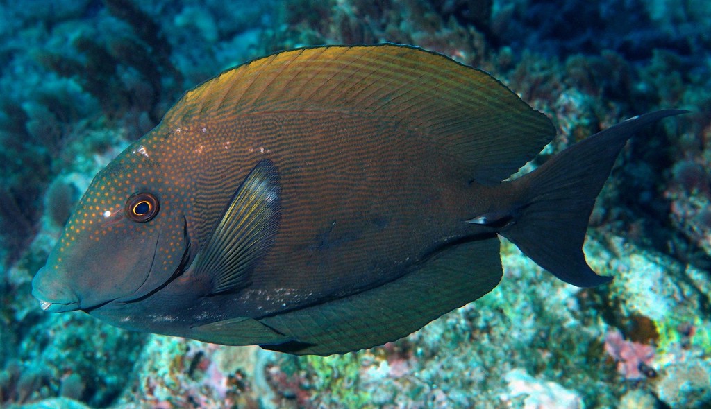 Ctenochaetus striatus Striated surgeonfish New Caledonia aquarium fish identification