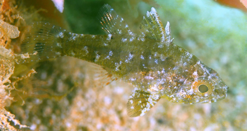 Foa fo Weedy cardinalfish New Caledonia fish