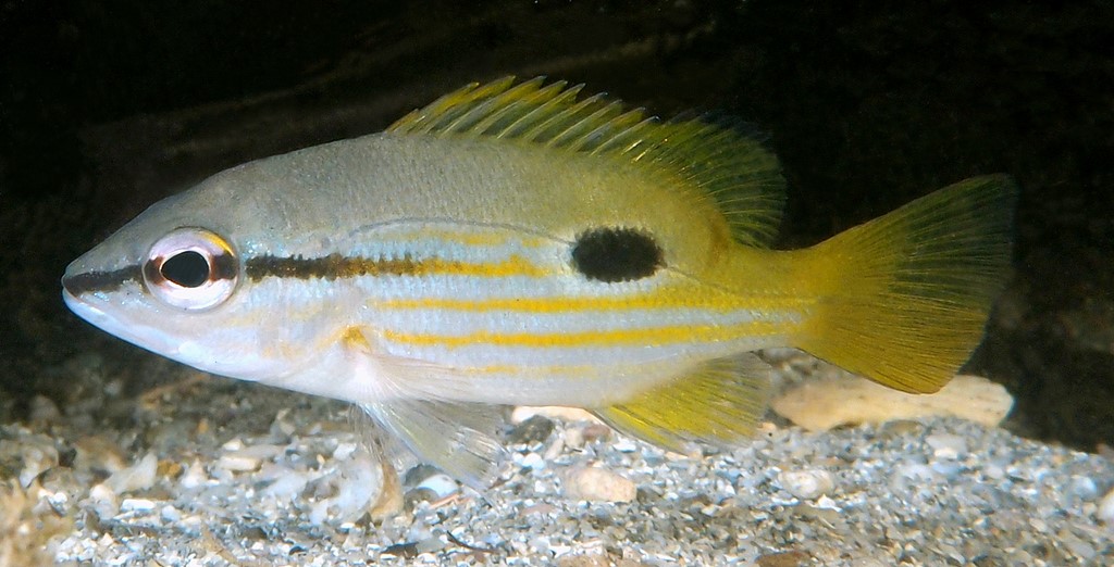 Lutjanus fulviflamma Dorade à tache noire Nouvelle-Calédonie lignes jaunes sur les flancs
