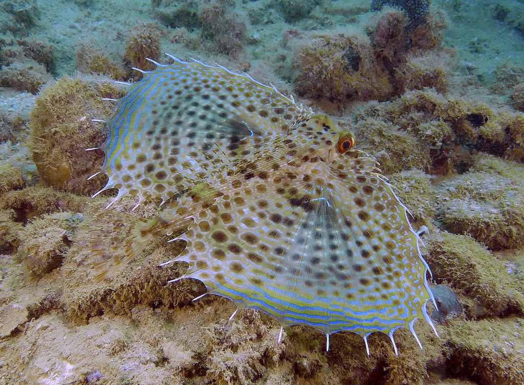 Dactyloptena orientalis Grondin volant oriental Nouvelle-Calédonie poisson du lagon 