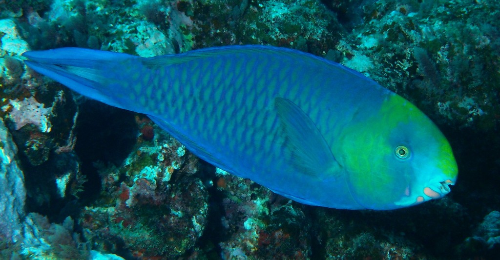 Scarus spinus Poisson perroquet à nez vert Nouvelle-Calédone poisson perroquet