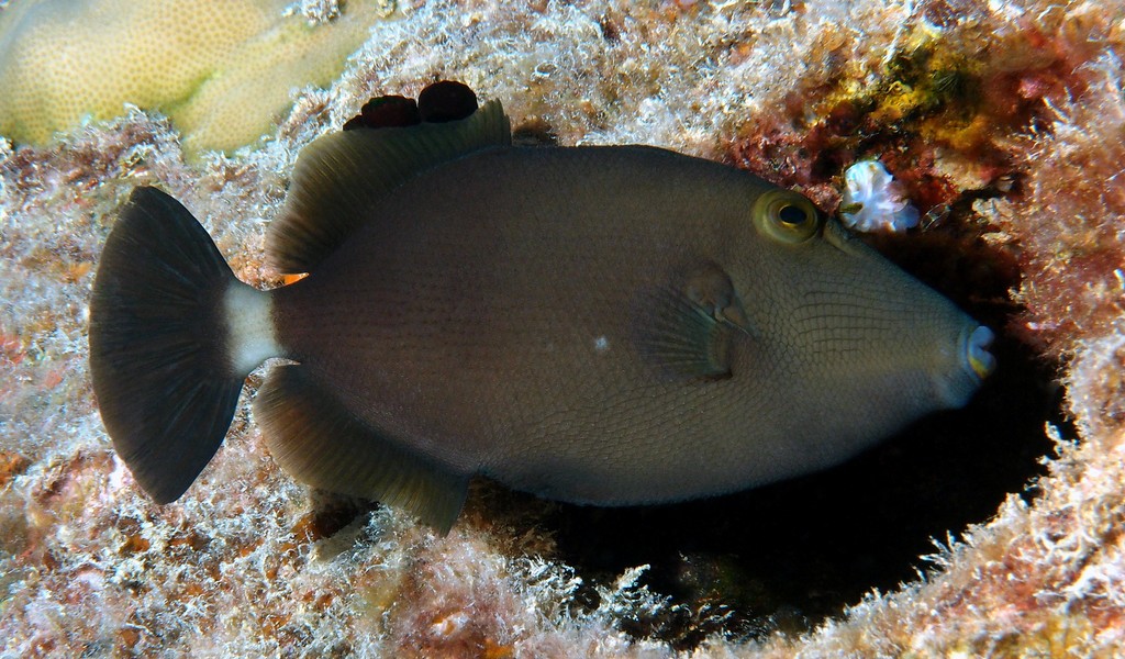 Sufflamen fraenatum Bridled triggerfish New Caledonia Juvenile fish balistidae