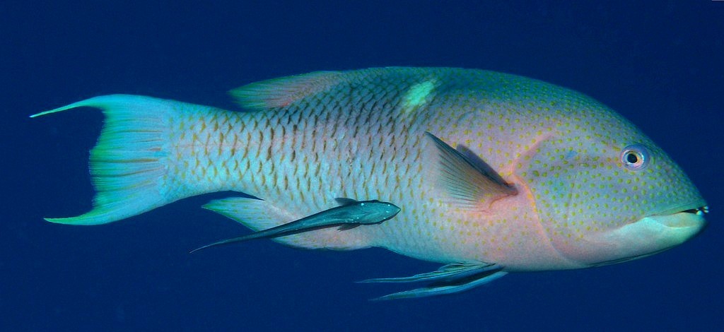 Bodianus perditio Golden-spot wrasse New Caledonia fishbase marine biodiversity