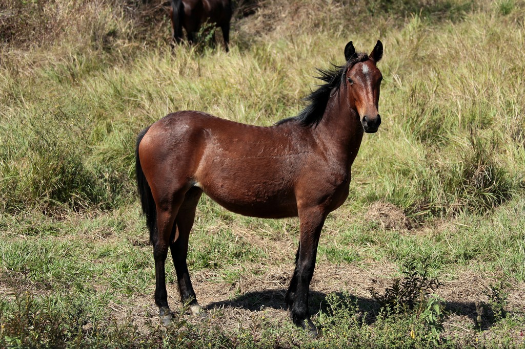 Wild horse a young female New Caledonia island