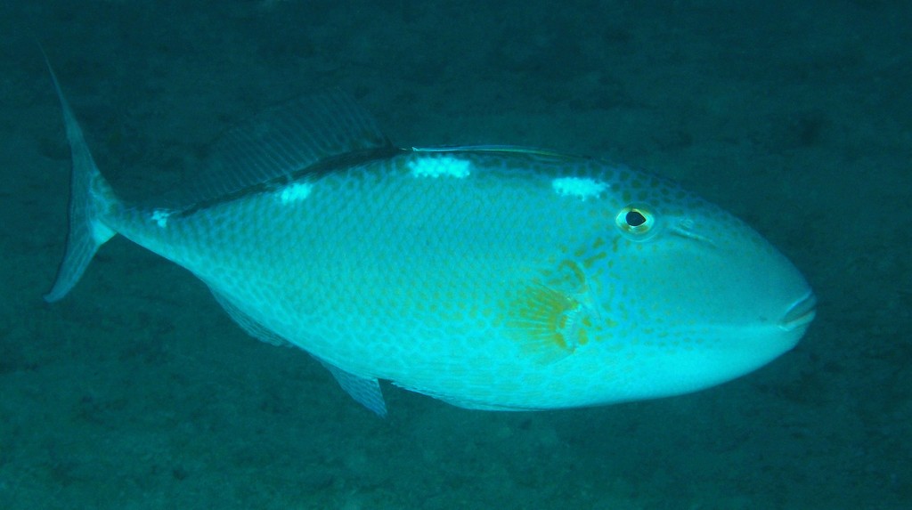 Abalistes stellatus Baliste à trois tâches blanches Nouvelle-Calédonie