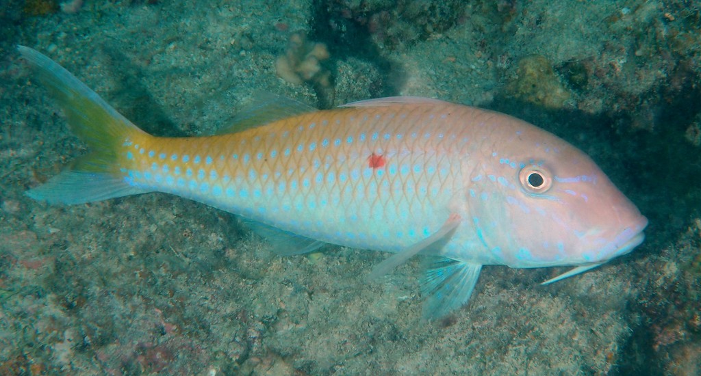 Parupeneus heptacanthus Cinnabar goatfish New Caledonia small reddish brown spot on upper side of body