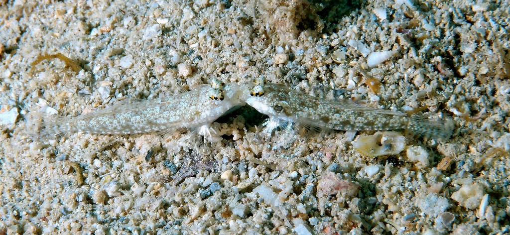 Callionymus enneactis Ocelled sand-dragonet New Caledonia Two males fighting