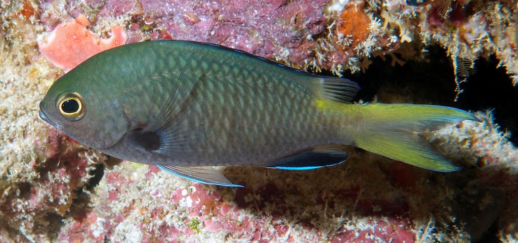 Chromis kennensis 肯礁光鳃鱼 新喀里多尼亞