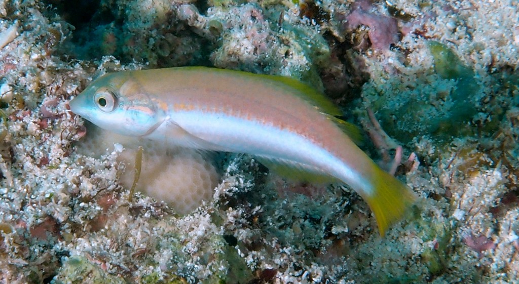 Thalassoma lutescens Lime green wrasse juvenile New Caledonia  Initial phase body yellow with light vertical red lines