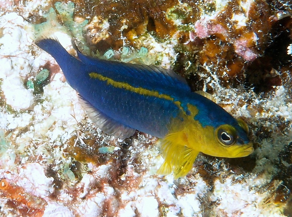 Pseudochromis cyanotaenia Blue-barred dottyback New Caledonia secretive species found in holes and crevices