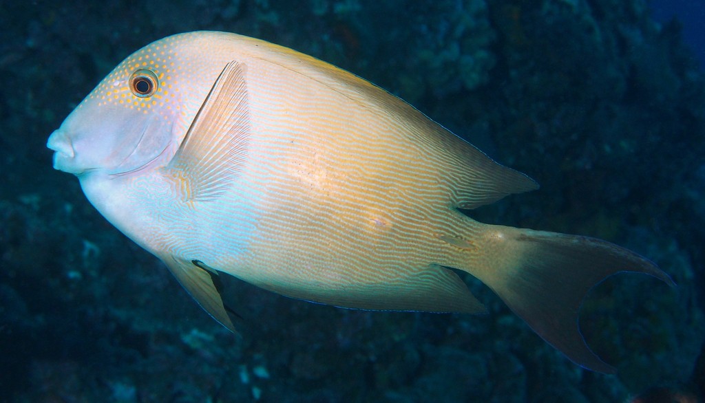 Ctenochaetus striatus サザナミハギ  ニューカレドニア