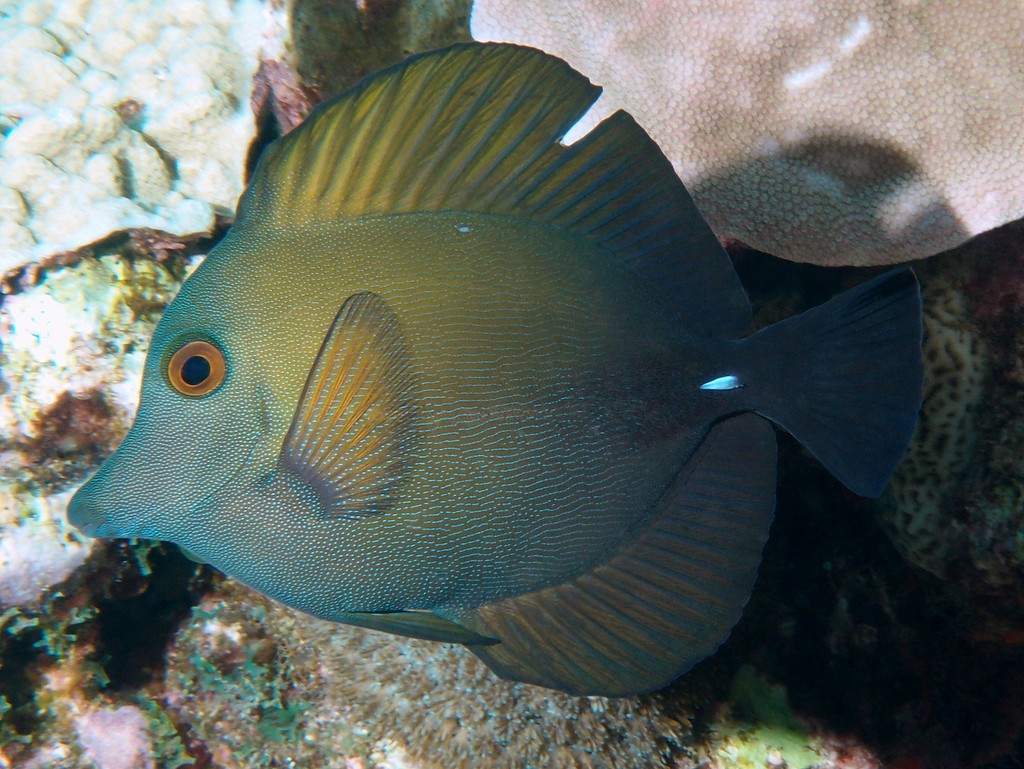 Zebrasoma scopas Chirurgien-voile brun Nouvelle-Calédonie photographe sous-marin