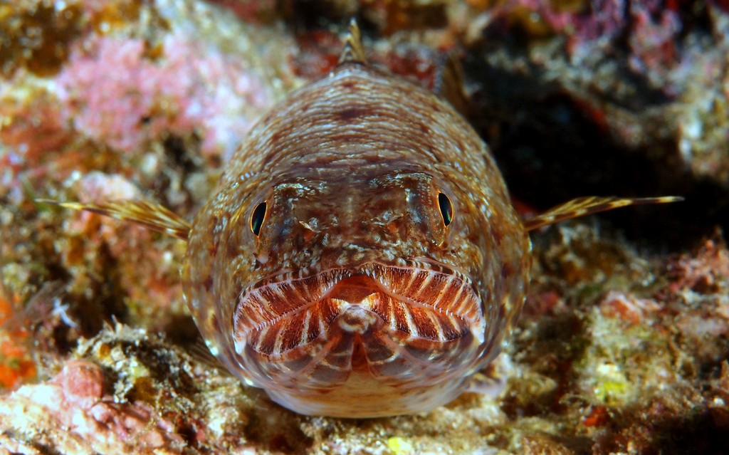 Saurida gracilis Gracile lizardfish Face huge jaw New Caledonia