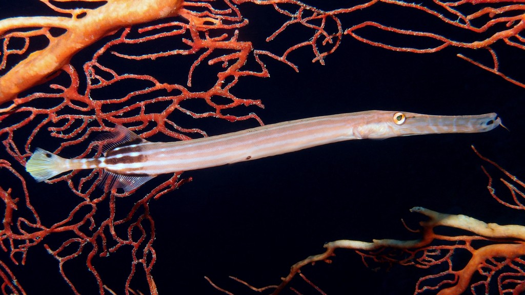 Aulostomus chinensis ヘラヤガラ ニューカレドニア