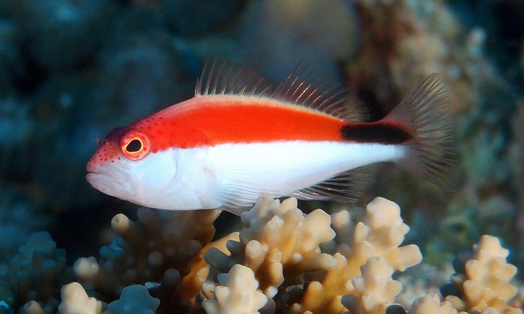 Paracirrhites forsteri Épervier à bande noire Juvenile Nouvelle-Calédonie