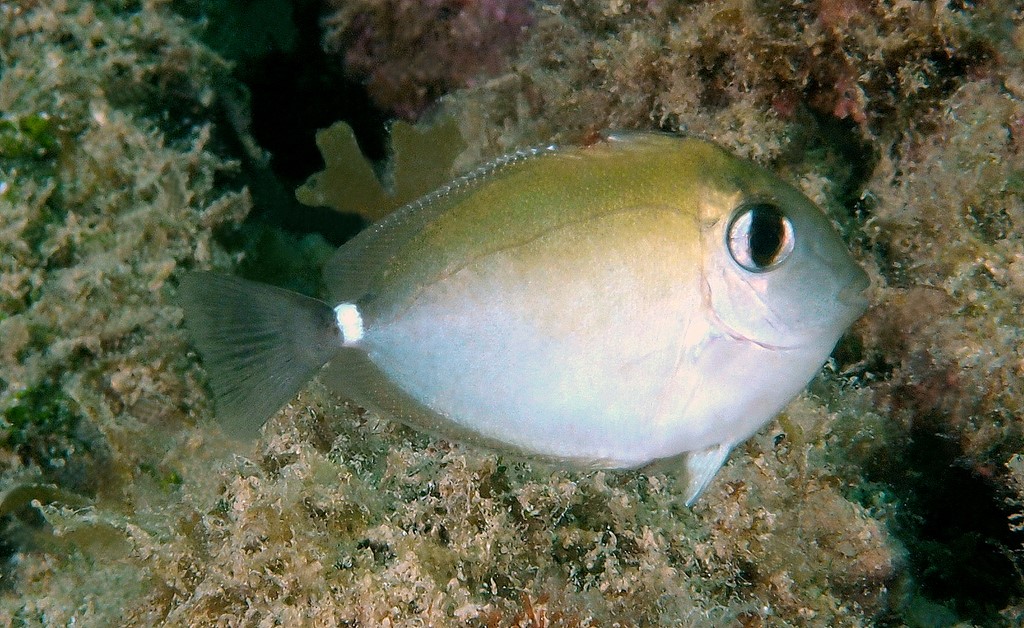 Naso annulatus Nason à bordures blanches juvénile Nouvelle-Calédonie exploration sous-marine