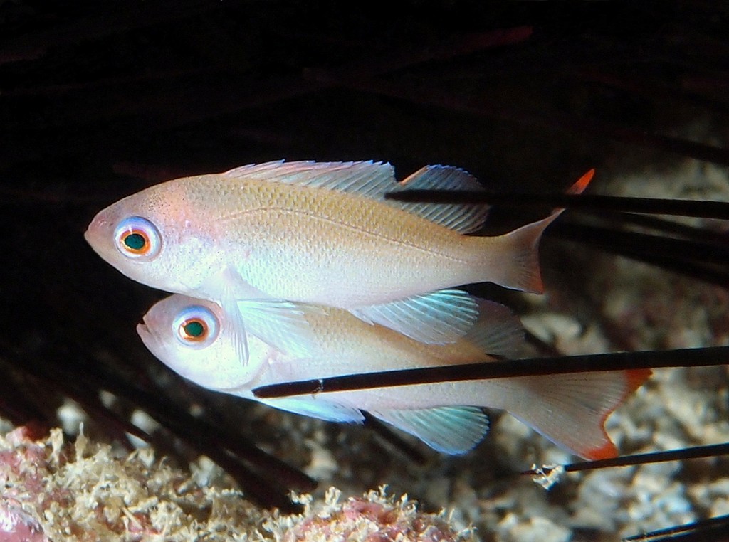 Pseudanthias hypselosoma Pink seaperch female New Caledonia lagoon reef fish aquarium