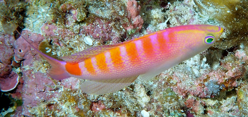 Pyronotanthias timanoa サンライズアンティアス New Caledonia deep fish