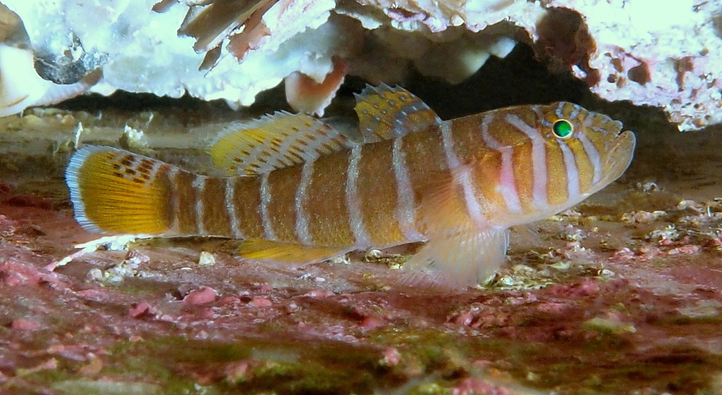 Priolepis akihitoi Kokuten-benkeihaze コクテンベンケイハゼ