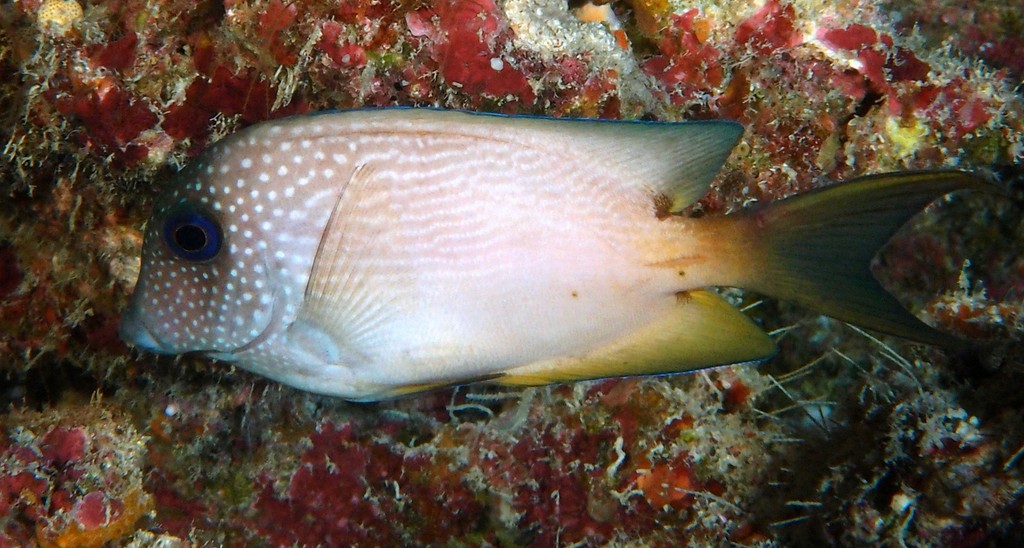 Ctenochaetus binotatus Poisson-chirurgien à deux taches Nouvelle-Calédonie