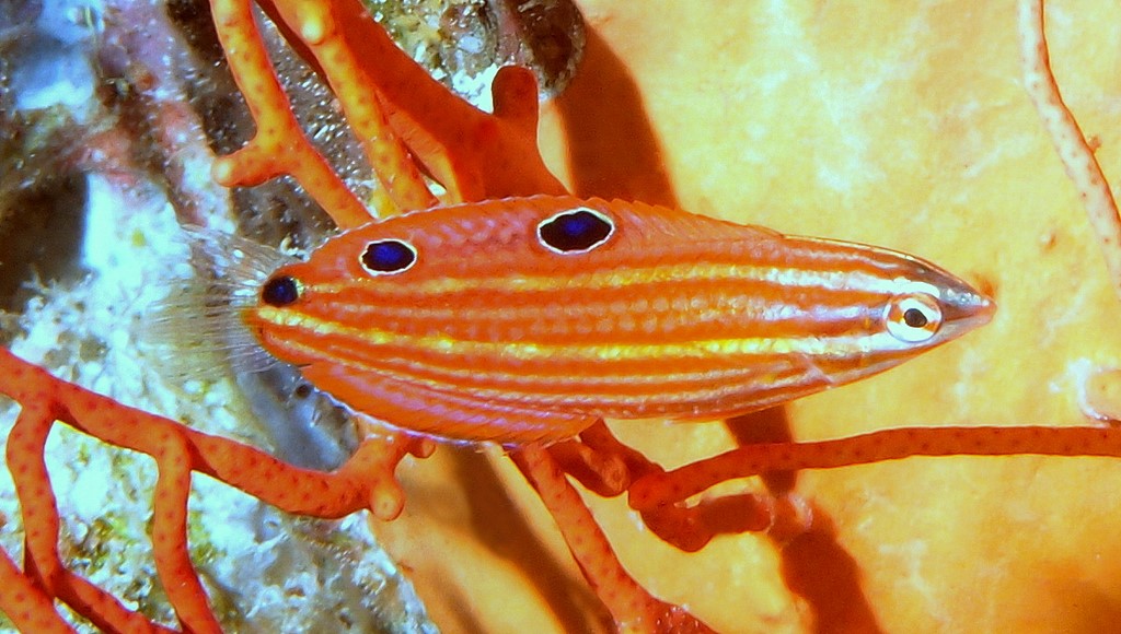 Halichoeres biocellatus Nishiki-kyûsen ニシキキュウセン New Caledonia