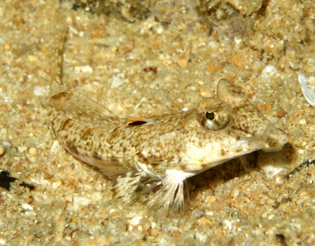 Callionymus pleurostictus ゴマイトヒキヌメリ ニューカレドニア