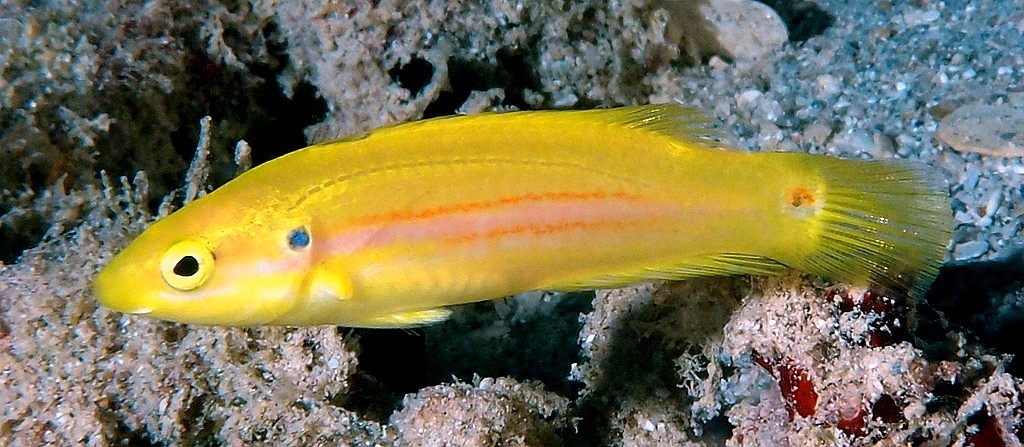 Bodianus bimaculatus Yellow hogfish New Caledonia marine fish fauna inventory
