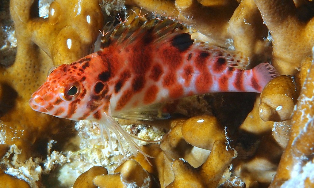 Cirrhitichthys aprinus Minamigonbe ミナミゴンベ ニューカレドニア