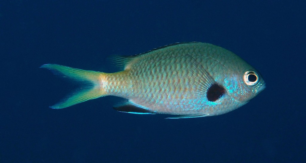 Chromis kennensis Demoiselle chromis à queue jaune Nouvelle-Calédonie Poissons de Nouvelle-Calédonie