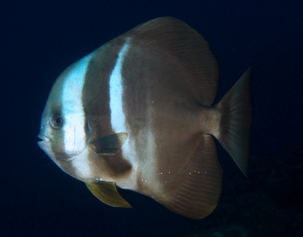 Platax teira Pesce pipistrello pinna lunga Nuova Caledonia