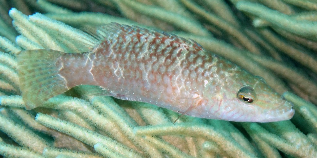 Oxycheilinus digramma Vieille barbe noire Poisson Nouvelle-Calédonie