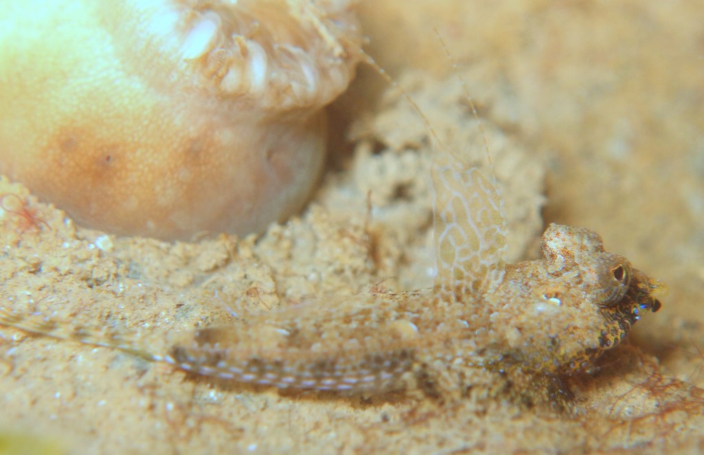 Callionymus keeleyi Keeley’s dragonet Juvenile New Caledonia two spines elongate filaments