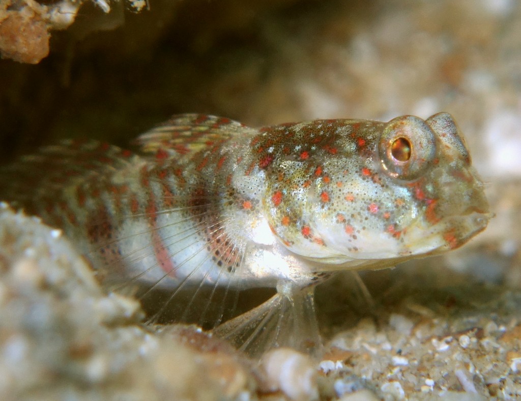 Cryptocentrus caeruleomaculatus Takanoha-haze タカノハハゼ ニューカレドニア