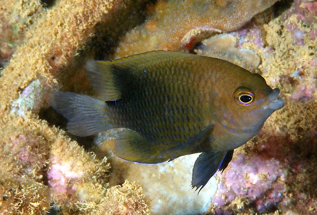 Cheiloprion labiatus Demoiselle à grosses lèvres subadulte Nouvelle-Calédonie poisson corallien