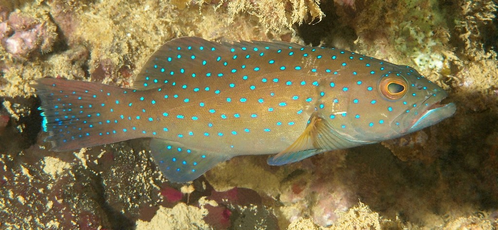 Plectropomus leopardus Saumonée léopard Nouvelle-Calédonie Récif coralien et faune sous marine