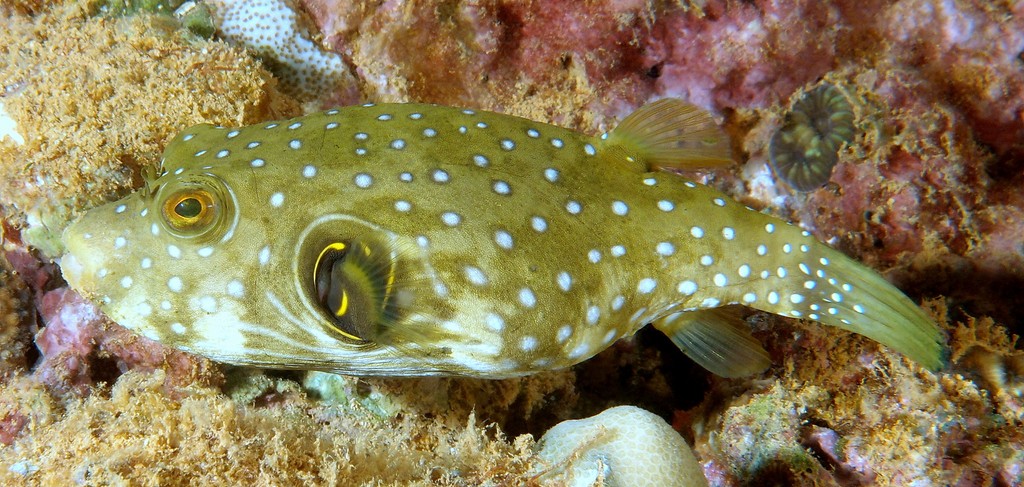 Arothron hispidus Tétrodon à taches blanches Nouvelle-Calédonie famille des Tetraodontidae