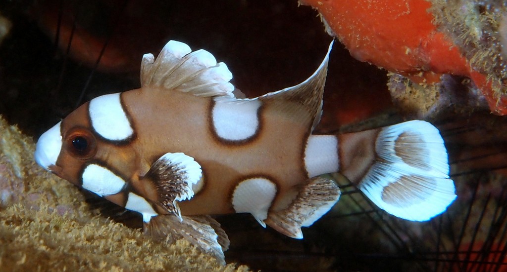 Plectorhinchus chaetodonoides Chôchô-koshôdai チョウチョウコショウダ 少年 ニューカレドニア